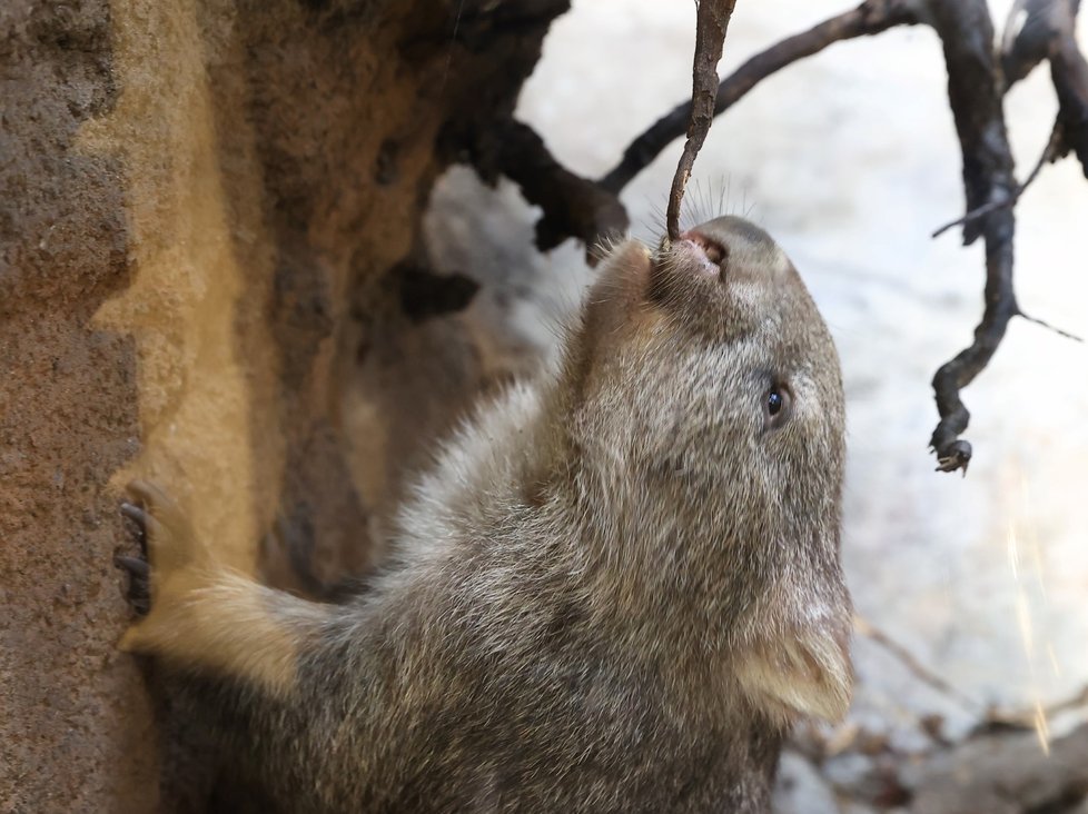 Pražská zoo představila samce vombata Coopera, kterého získala ze zoologické zahrady v Hannoveru. (5. ledna 2022)