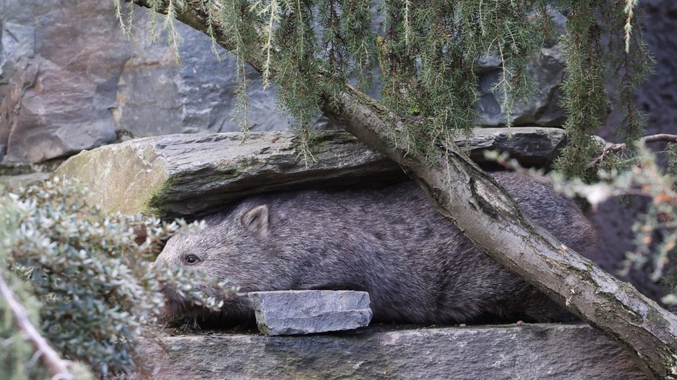 Pražská zoo představila samce vombata Coopera, kterého získala ze zoologické zahrady v Hannoveru. (5. ledna 2022)