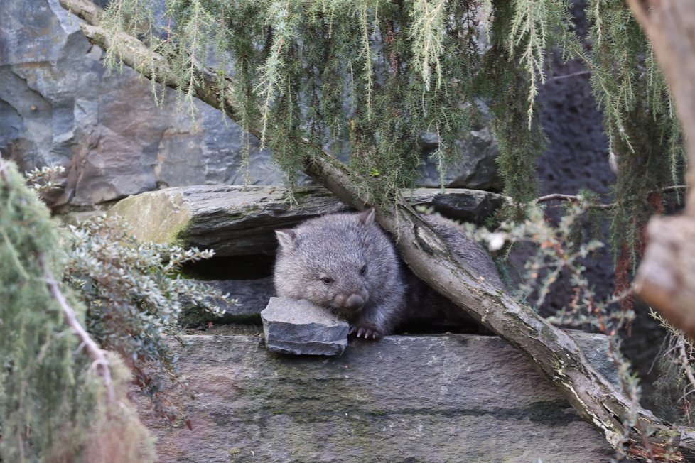 Pražská zoo představila samce vombata Coopera, kterého získala ze zoologické zahrady v Hannoveru. (5. ledna 2022)