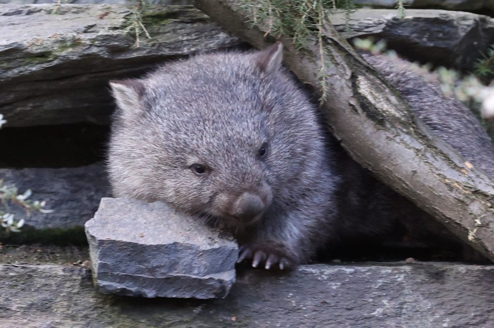 Pražská zoo představila samce vombata Coopera, kterého získala ze zoologické zahrady v Hannoveru. (5. ledna 2022)