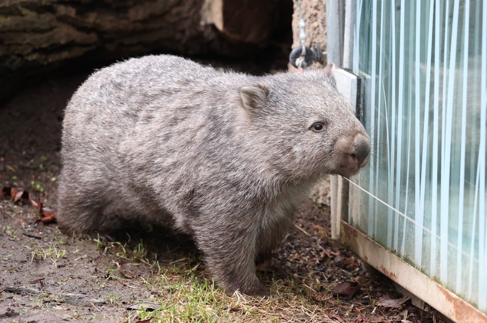 Pražská zoo představila samce vombata Coopera, kterého získala ze zoologické zahrady v Hannoveru. (5. ledna 2022)