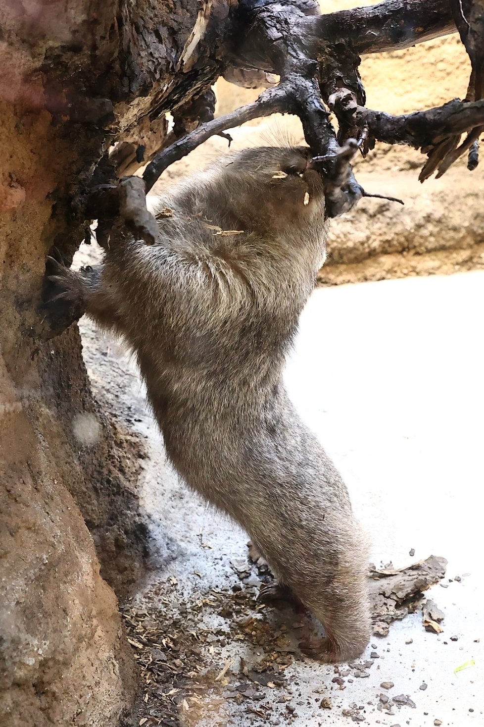 Pražská zoo představila samce vombata Coopera, kterého získala ze zoologické zahrady v Hannoveru. (5. ledna 2022)