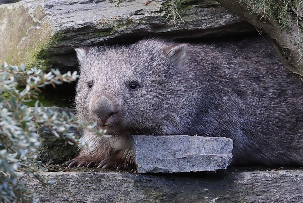 Pražská zoo představila samce vombata Coopera, kterého získala ze zoologické zahrady v Hannoveru. (5. ledna 2022)