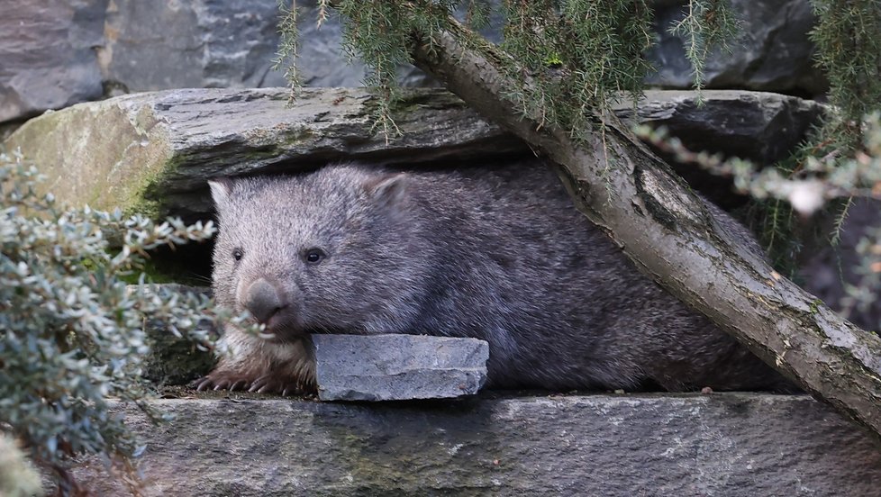 Pražská zoo představila samce vombata Coopera, kterého získala ze zoologické zahrady v Hannoveru. (5. ledna 2022)