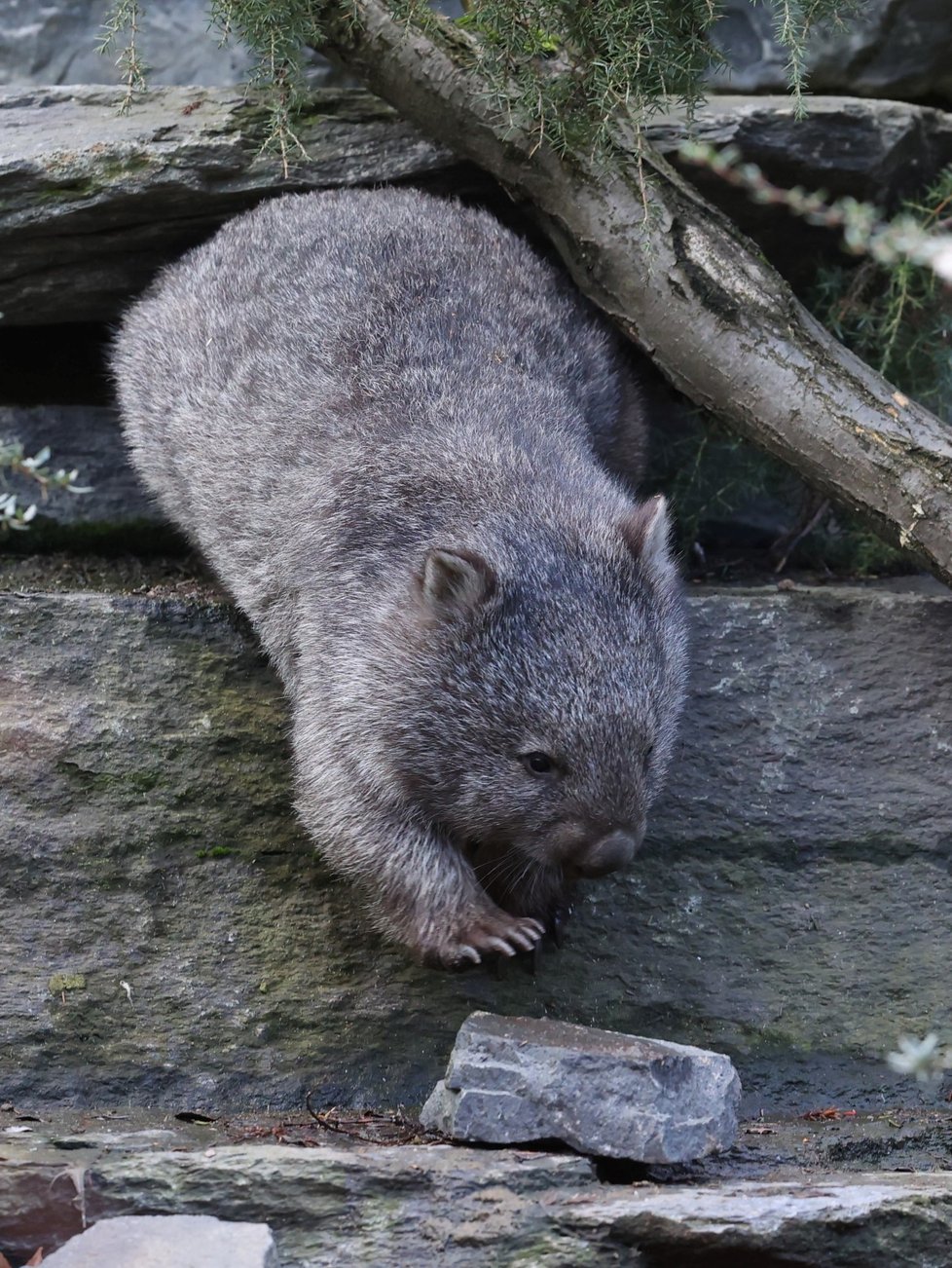 Pražská zoo představila samce vombata Coopera, kterého získala ze zoologické zahrady v Hannoveru. (5. ledna 2022)