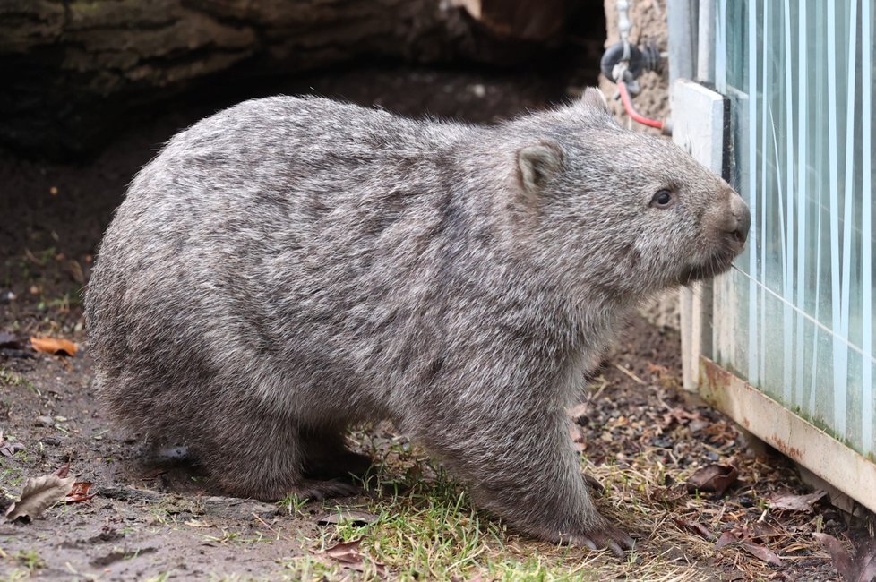 Pražská zoo představila samce vombata Coopera, kterého získala ze zoologické zahrady v Hannoveru. (5. ledna 2022)