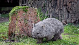 Pražská zoo má nového obyvatele expozice Darwinův kráter, kterým je vombat jménem Cooper. (10. prosince 2021)