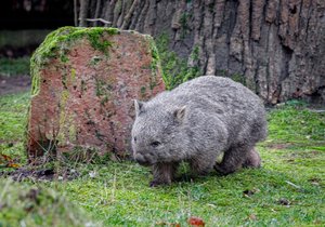 Pražská zoo má nového obyvatele expozice Darwinův kráter, kterým je vombat jménem Cooper. (10. prosince 2021)