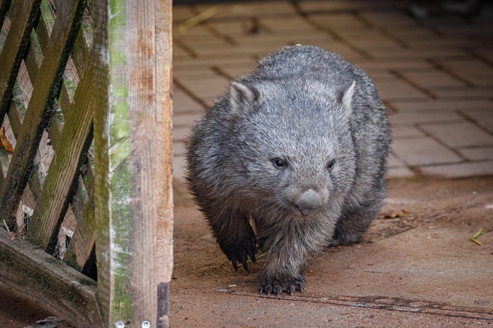 Pražská zoo má nového obyvatele expozice Darwinův kráter, kterým je vombat jménem Cooper. (10. prosince 2021)