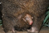 Roztomilý přírůstek v Zoo Praha: Malý vombat už okouzluje návštěvníky