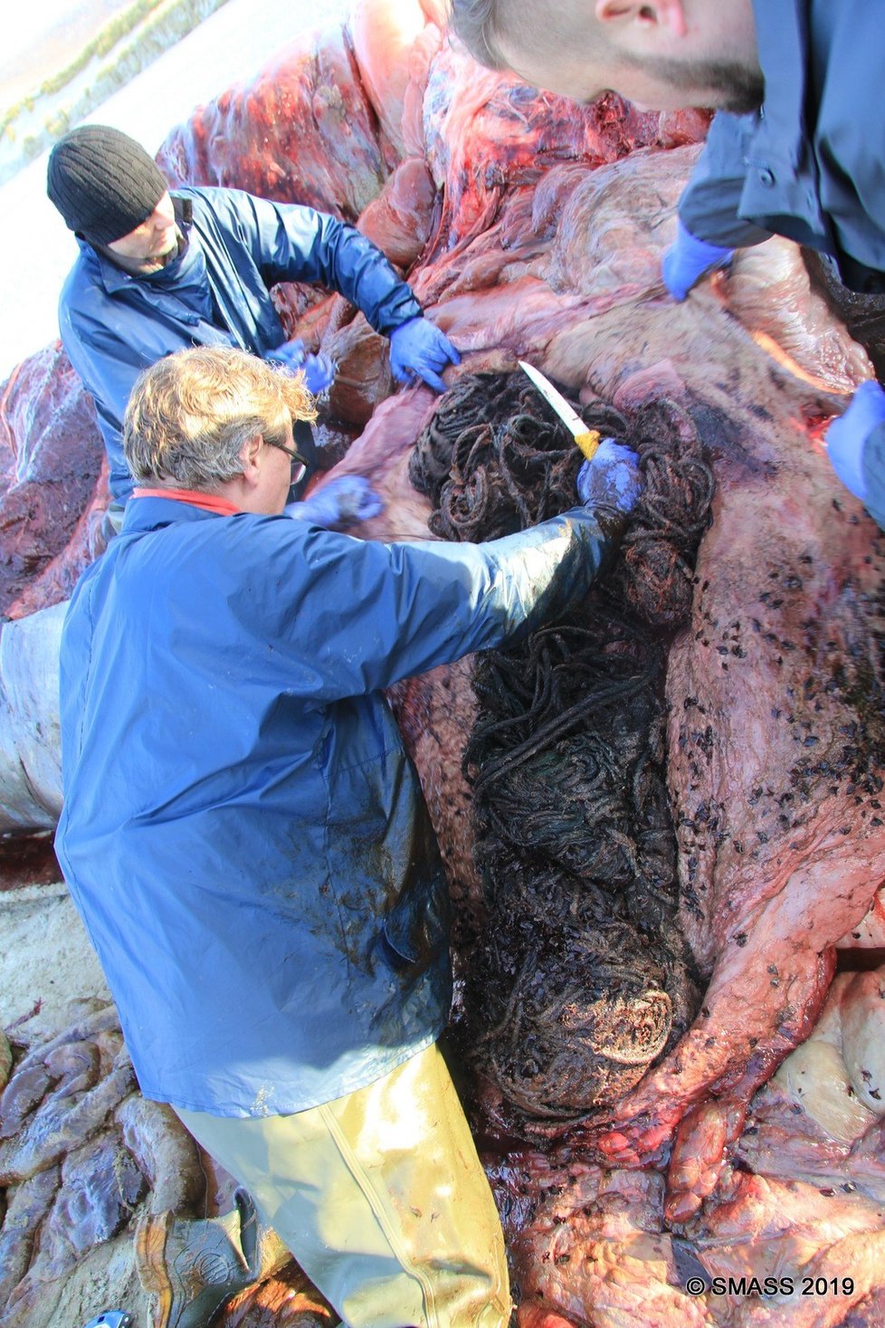 Vorvaň měl v těle přes 100 kilogramů odpadu z oceánu.