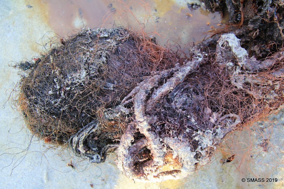 Vorvaň měl v těle přes 100 kilogramů odpadu z oceánu.
