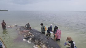 Oceán vyvrhl na pláž obrovského vorvaně: V žaludku měl boty, lahve, tašky a 6 kilo dalších odpadků!