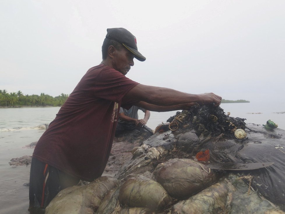 Mrtvý vorvaň měl v žaludku 6 kilogramů plastu