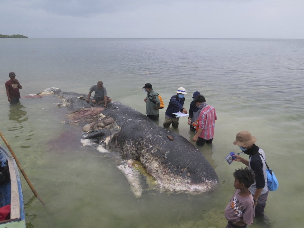 Jiný mrtvý vorvaň měl v žaludku 6 kilogramů plastu.