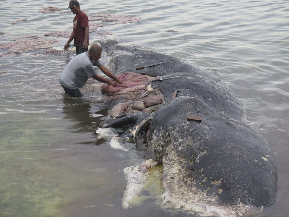 Jiný mrtvý vorvaň měl v žaludku 6 kilogramů plastu.