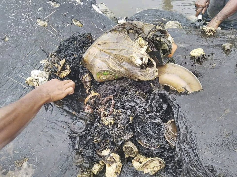 Jiný mrtvý vorvaň měl v žaludku 6 kilogramů plastu.