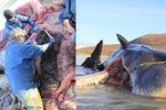 Vorvaň měl v žaludku přes 100 kilogramů „bordelu“ z oceánu včetně plastů. Experti jsou zděšeni.