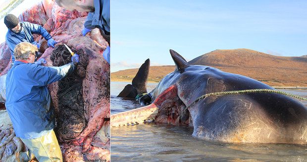 Velryba měla v žaludku 100 kilo „bordelu“ z oceánu. Stav zvířete experty vyděsil