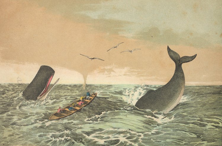 Dobová ilustrace lovu vorvaně z otevřeného člunu