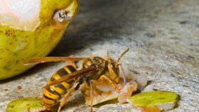 Vosa si nejen ráda pochutná na vašem ovoci, ale dokáže dát i velmi nepříjemné žihadlo.