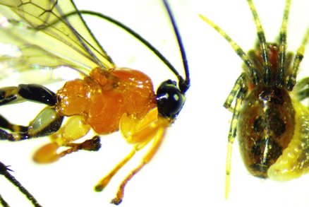 Vědci objevili děsivý druh vosy. Z pavouků dělá „zombie“, dokáže ovládat jejich chování