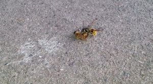 Nechutná příroda: Vosa řeže včelu