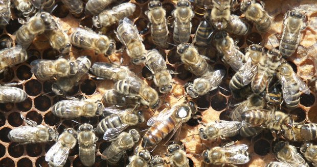 Létající jedovaté injekce: Jak se bránit vosám a včelám? 