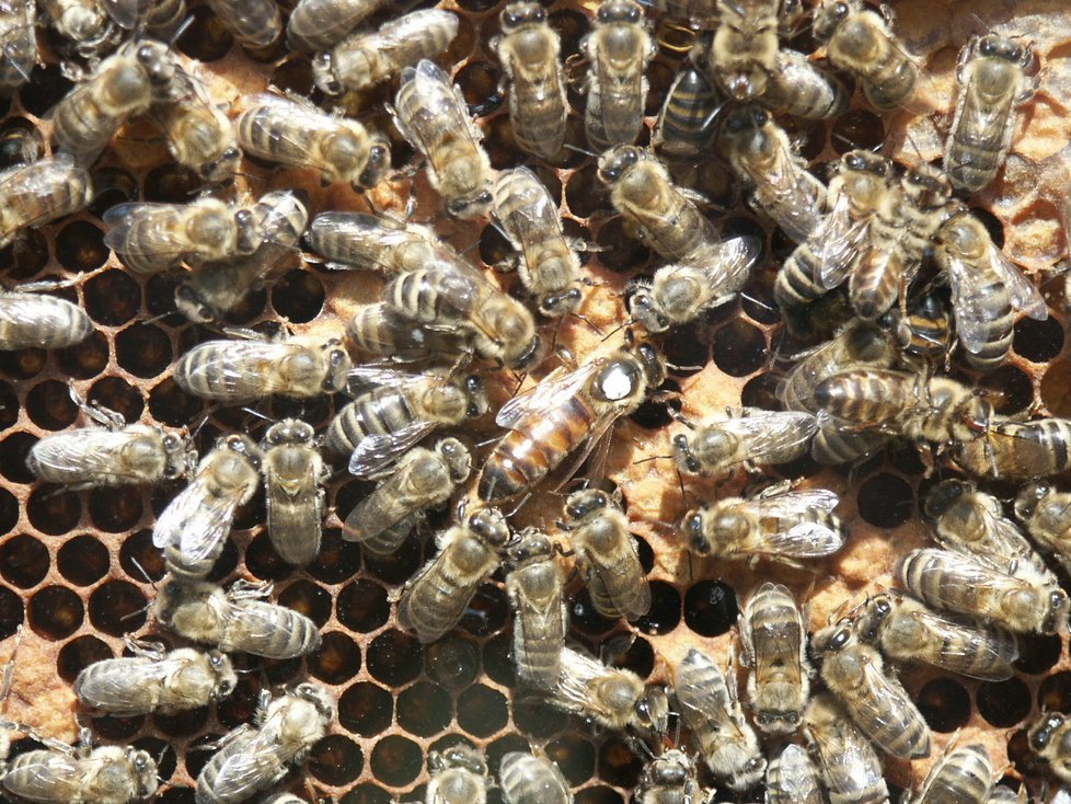 Před nedostatkem včel mají lidstvo zachránit opylovací drony.