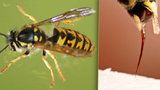 Pozor na žihadla od vos, včel a sršňů: Výdaje za ošetření – desítky milionů! V ohrožení života nemusí být jen alergici