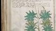 Voynichův manuskript