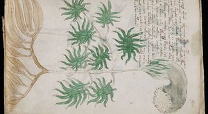 Přečtěte si Voynichův rukopis online!