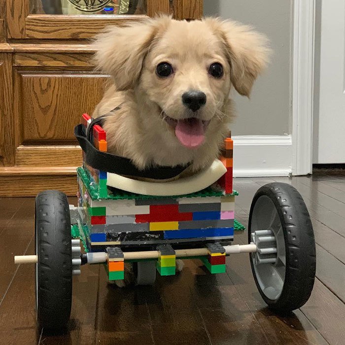 Vyrobil mu vozík z kostek lega, který umožňuje zvířeti volný pohyb!