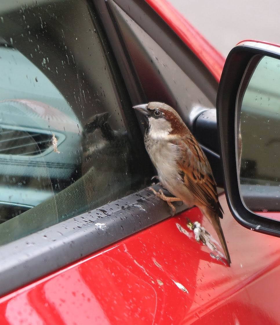 Vrabec se zhlédl sám v sobě, tulí se ke svému obrazu v bočních oknech aut.
