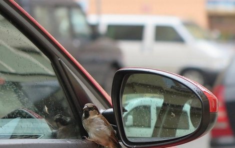 Vrabec se zhlédl sám v sobě, tulí se ke svému obrazu v bočních oknech aut.