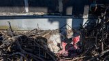 Vrána zaútočila na pracovníky Třineckých železáren! Bránila ptáčata