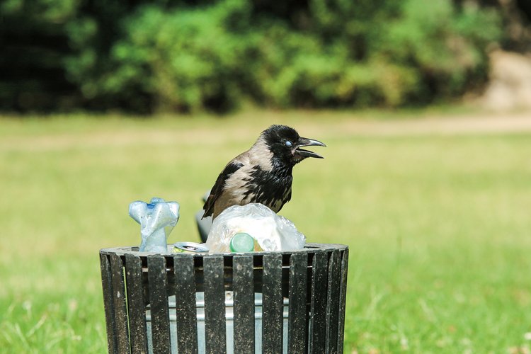 Chytré vrány ví, že odpadkové koše skrývají jídlo
