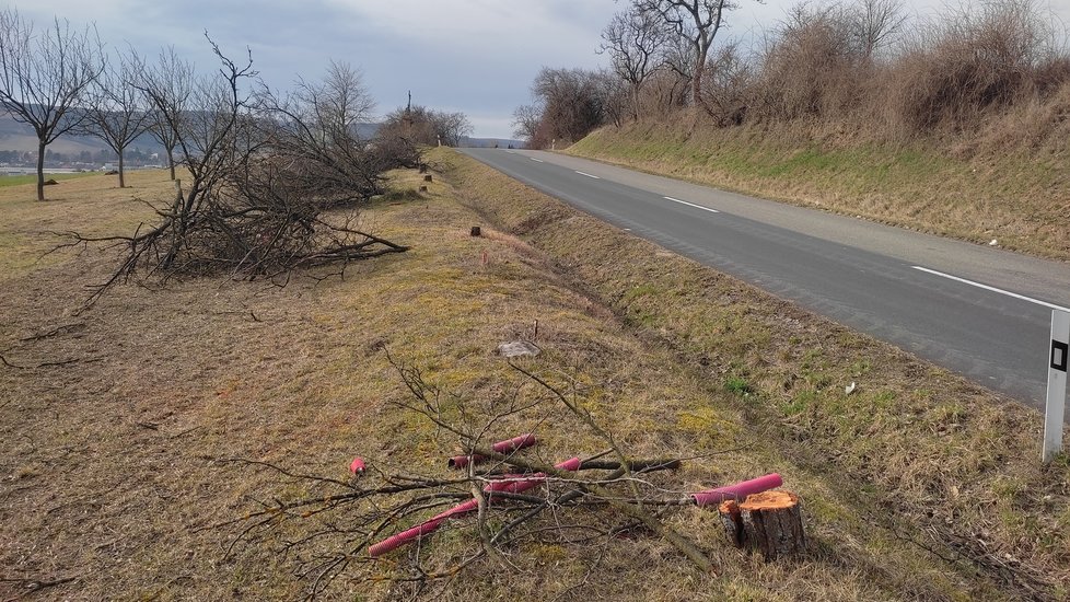 Vrah Václav († 56) vysadil před trnky podél silnice ve směru na Ždánice. Ovoce u nich si mohl nasbírat kdokoliv.