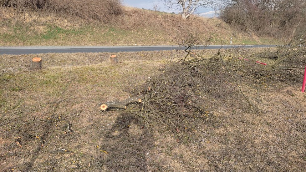 Po trnkách, které vysadil Václav († 56), zůstaly jen pahýly a poražené stromy.