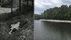 Tělo Jany Tokárové (†12) našli náhodní kolemjdoucí v Třemošenském rybníce v Plzni (vlevo ilustrační foto)