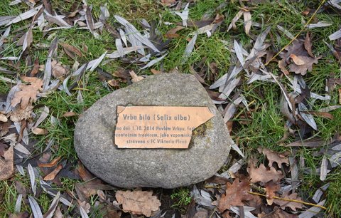 Kámen s pamětní deskou i po letech zůstává na zemi u vrby.