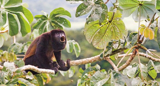 Obarvené opice: Z černých na žluté