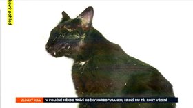 Na Vsetínsku zabíjí travič kočky.