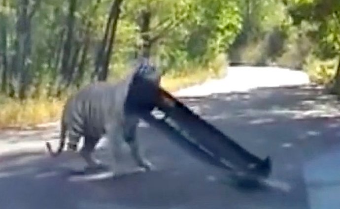 Video: Tygři jsou hraví, ale nepůjčujte jim své auto