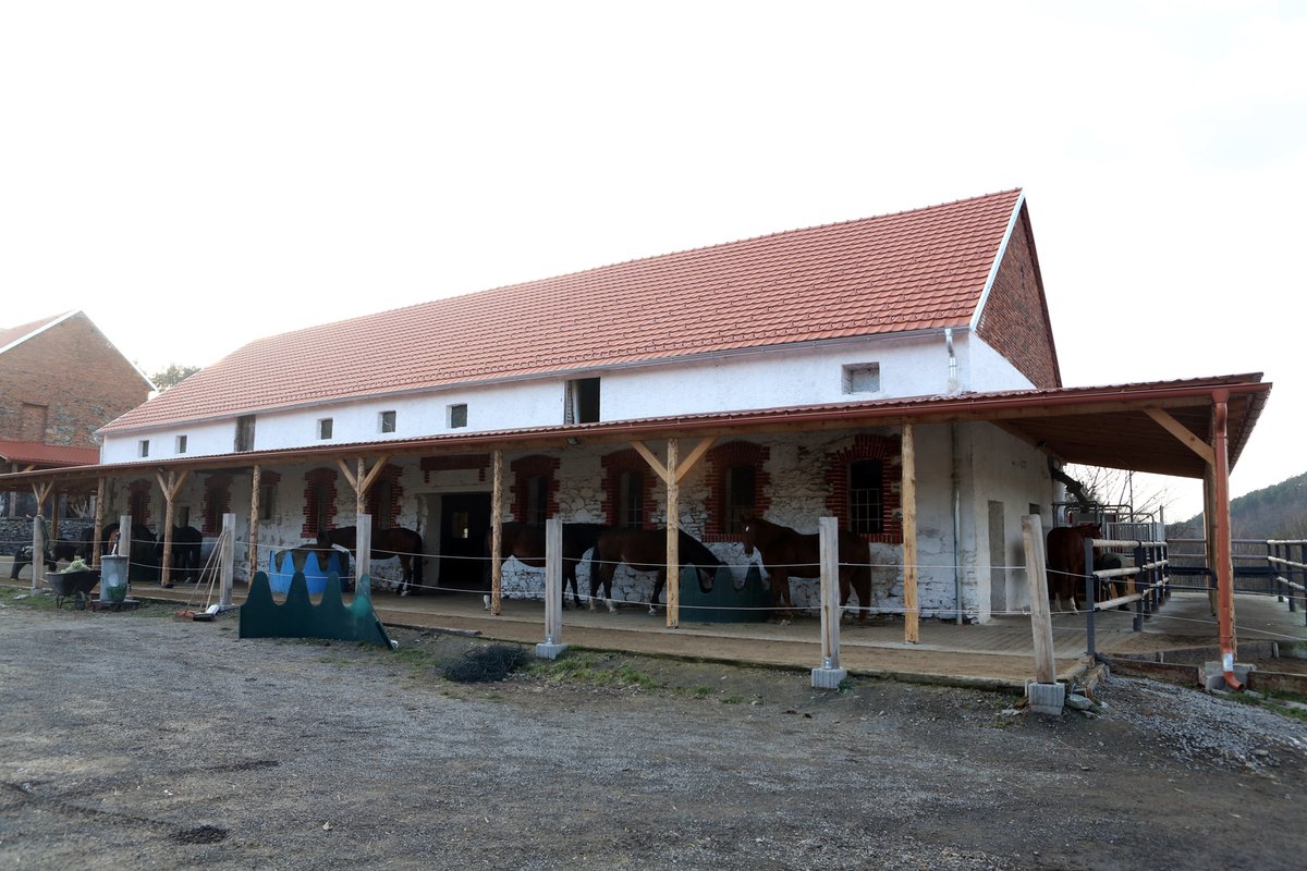 Na farmě koně žijí volně, ale je o ně pečováno. Hned vedle je kopytní klinika.