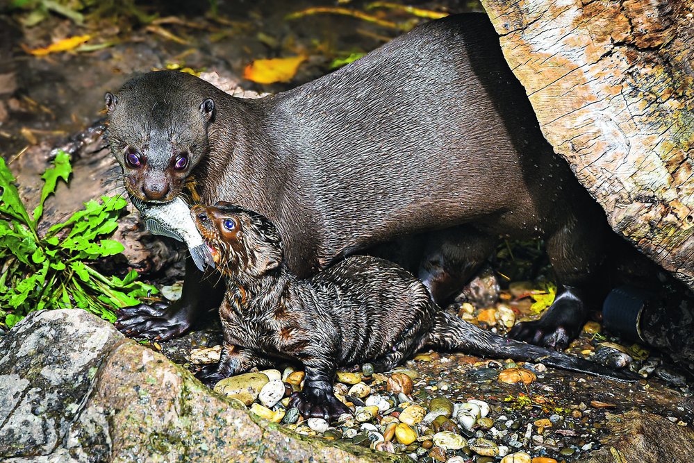 Vyhynutím ohrožená jihoamerická vydra obrovská (Pteronura brasiliensis)