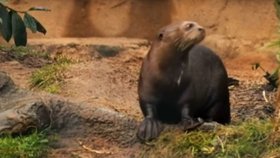 Stěhování do jiné země zažil Diego Junior, příslušník ohroženého druhu vydry obrovské, který žil ve francouzské zoo. Chovatelé jej přesunuli do Británie za jeho potenciální partnerkou.