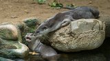 Nový pár v pražské zoo: Samci vydry hladkosrsté přivezli nevěstu až z Francie