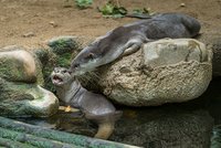 Nový pár v pražské zoo: Samci vydry hladkosrsté přivezli nevěstu až z Francie