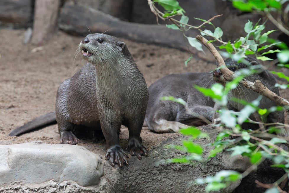 Pražská zoologická zahrada má nově samičku vydry hladkosrsté